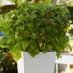 'Yummy' Patio Raspberry Plant 9 'Yummy' Patio Raspberry Plant -Roots Plants Shop yummy2 ab3b9673 1f5b 4caa a169 4e8b735fd36b